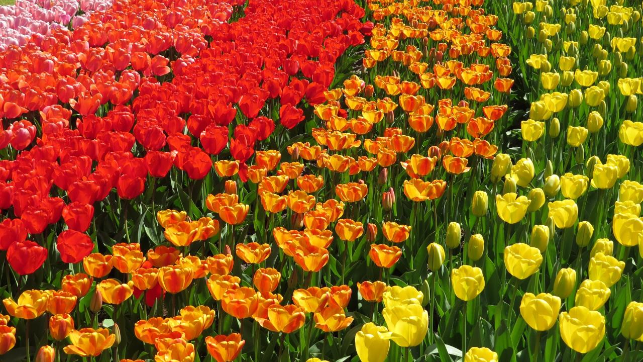 Stimmungsbild zum Beitrag: Es wird ein Tulpenfeld mit verschiedenfarbige Tulpenabschnitte abgebildet.