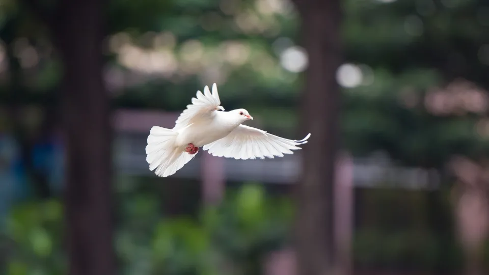 Stimmungsbild zum Beitrag: Es wird eine weiße Taube im Flug vor verschwommenem Hintergrund abgebildet.