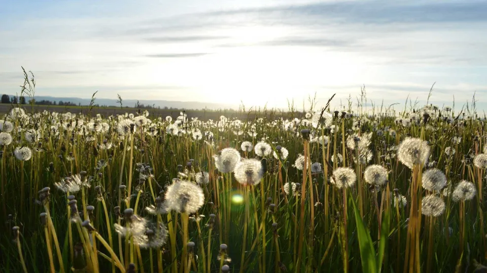 Stimmungsbild zum Beitrag: Es wird eine Wiese mit Pusteblumen abgebildet.