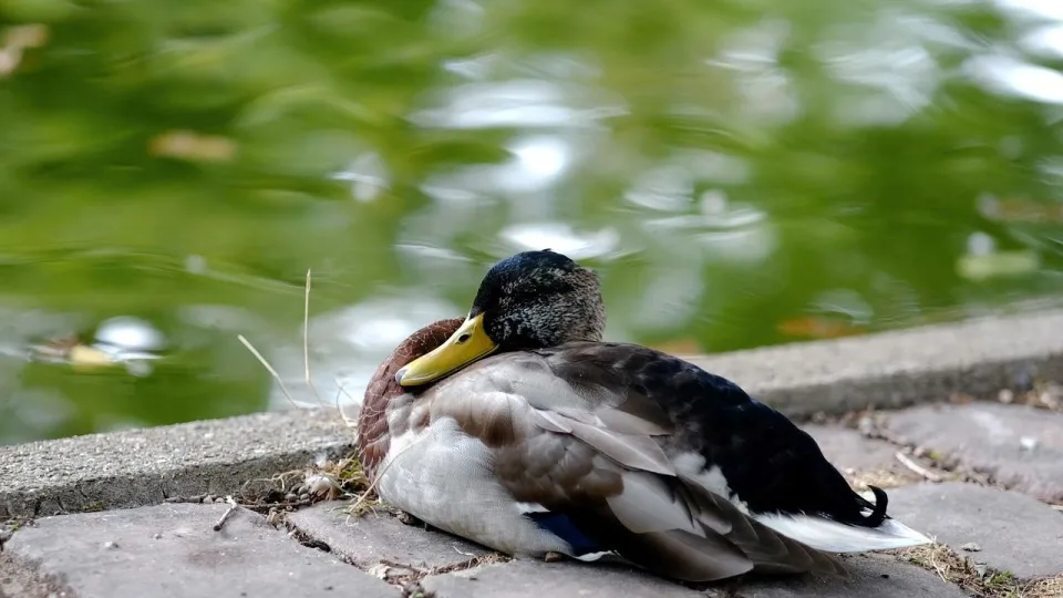 Stimmungsbild zum Beitrag: Es wird eine schlafende Ente abgebildet.